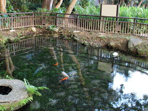 天母發現綠寶石 天和及東和公園與生態共舞