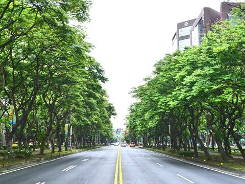 圖1.台北市行道樹台灣欒樹綠樹成蔭圖