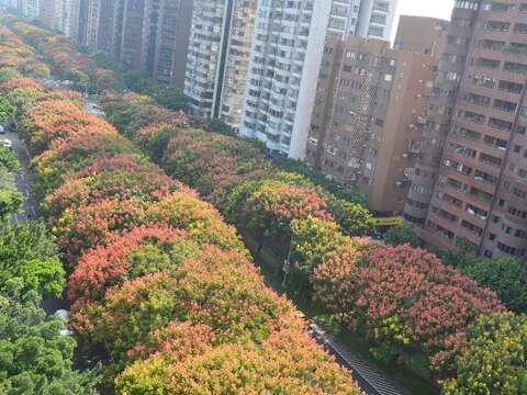 圖2.台灣欒樹每年秋冬落葉前之盛花狀況