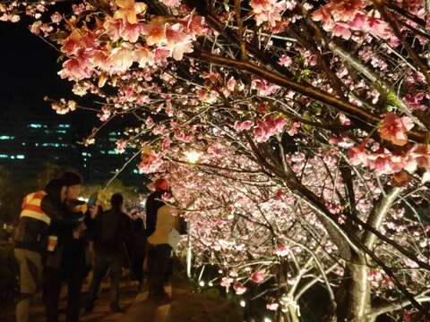 2018樂活夜櫻季