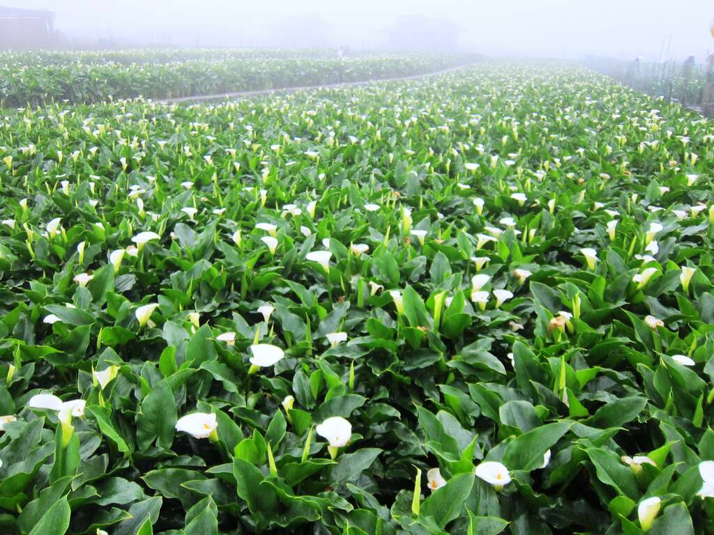 2018竹子湖海芋季