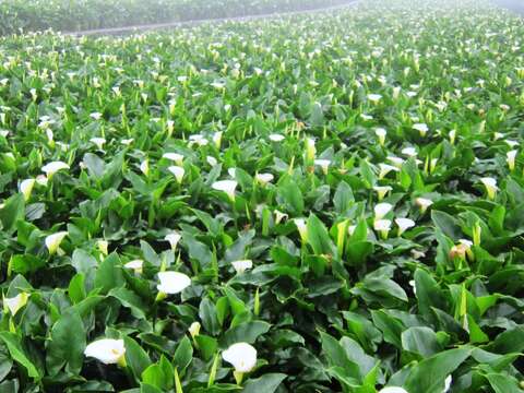 2018竹子湖海芋季