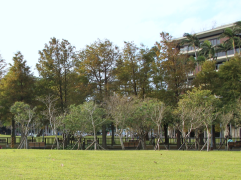 圖1.士林官邸公園靠中山北路側擁有美麗的落羽松群及大片草皮