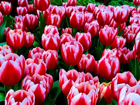 2018 CKS Shilin Residence Tulip Show to Kickoff February 13