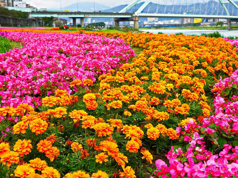 觀賞期倒數中 北市河濱限定美景 絕美花海盛開中