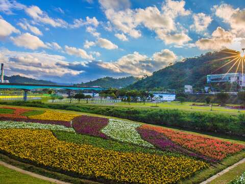 觀賞期倒數中 北市河濱限定美景 絕美花海盛開中