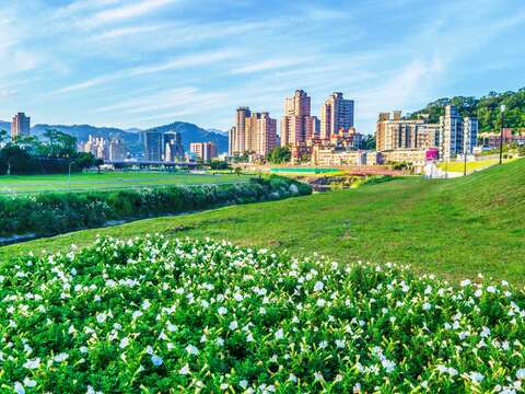 觀賞期倒數中 北市河濱限定美景 絕美花海盛開中