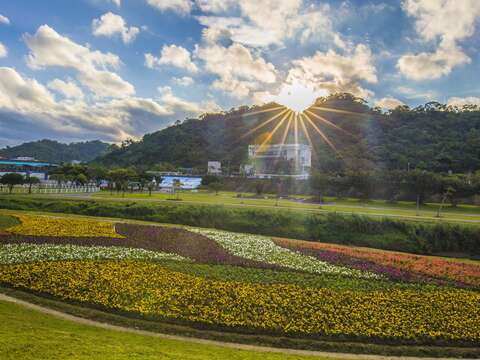觀賞期倒數中 北市河濱限定美景 絕美花海盛開中