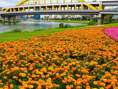 觀賞期倒數中 北市河濱限定美景 絕美花海盛開中