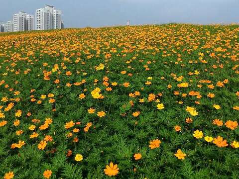 2018 Guandu Flower Festival