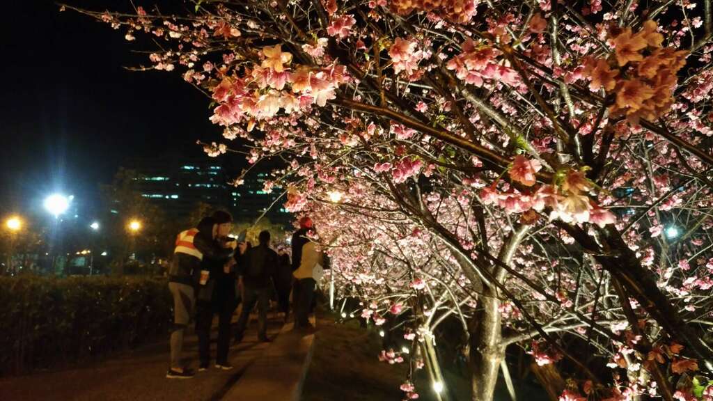 2018 Lohas Evening Cherry Festival