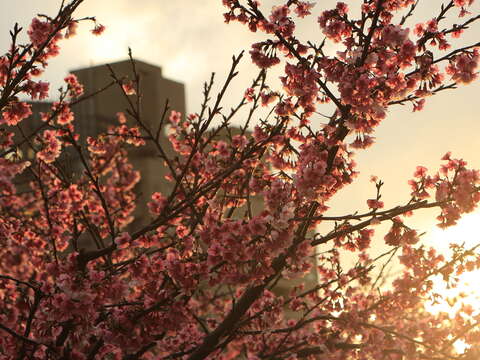 2018 Lohas Evening Cherry Festival
