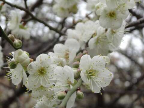 賞花莫蹉跎 花卉試驗中心梅、茶爭豔