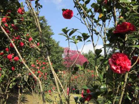 賞花莫蹉跎 花卉試驗中心梅、茶爭豔