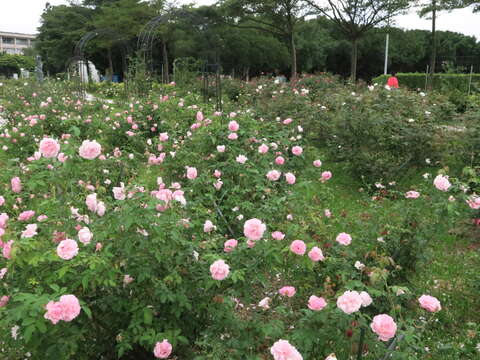 圖1.位於新生公園怡情園側的古典玫瑰園區