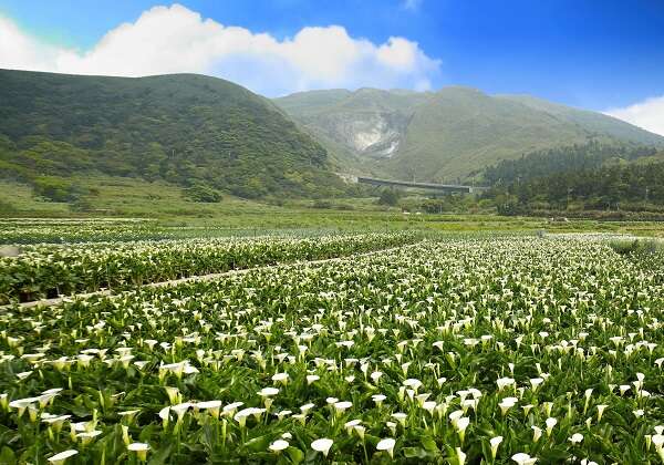 2018 Zhuzihu Calla Lily Festival