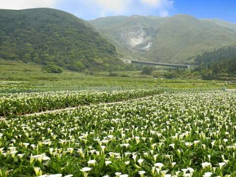 2018 Zhuzihu Calla Lily Festival