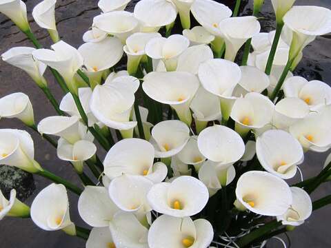 2018 Zhuzihu Calla Lily Festival