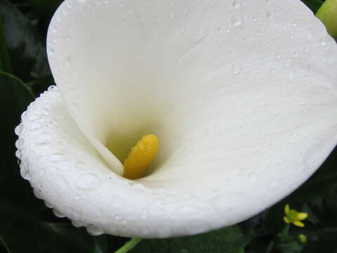 2018 Zhuzihu Calla Lily Festival