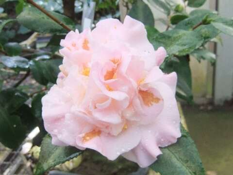 國色天香拚場 臺北茶花展1/19看誰最美！ 展期10天 系列活動精彩 賞花還能拿好康
