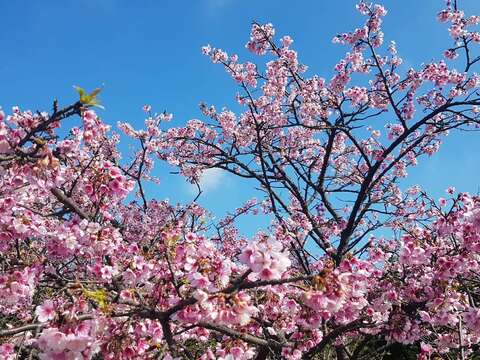 平菁街櫻花綻放II.
