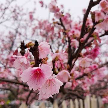 平菁街櫻花綻放III
