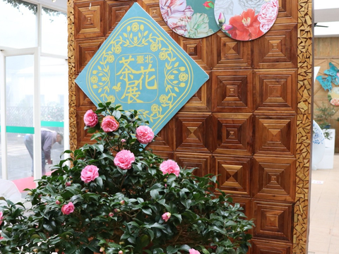 莫等花謝了 臺北茶花展周末結束