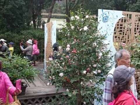 莫等花謝了 臺北茶花展周末結束