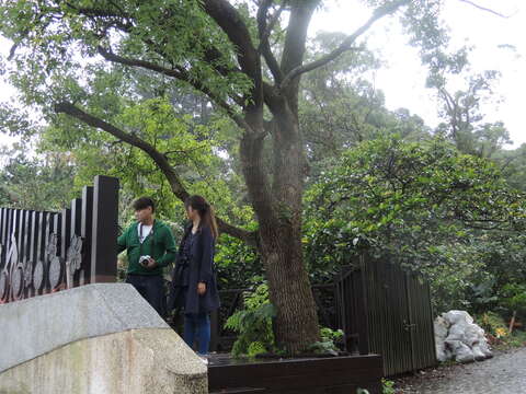 Cycling Destinations with Cherry Blossoms on Yangmingshan