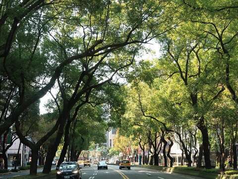 圖2.中山北路樟樹林蔭大道。
