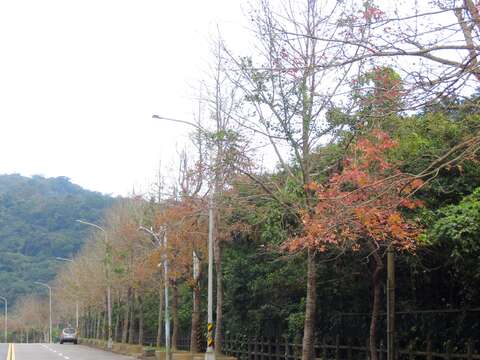春節追楓 台北熱點搜尋