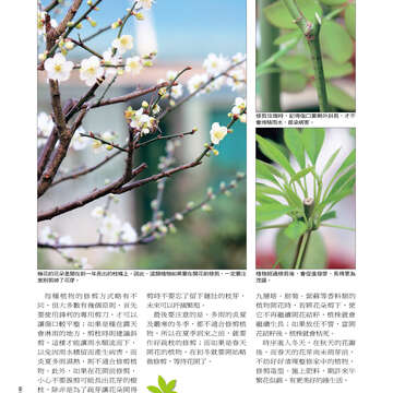 台北畫刊515期(99年12月)