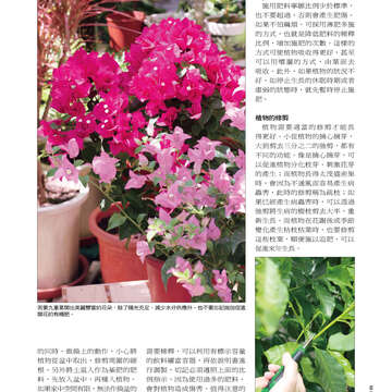 台北畫刊515期(99年12月)