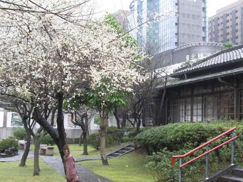 往年逸仙公園梅花開花盛況