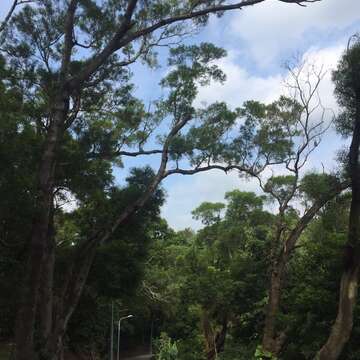 東華公園