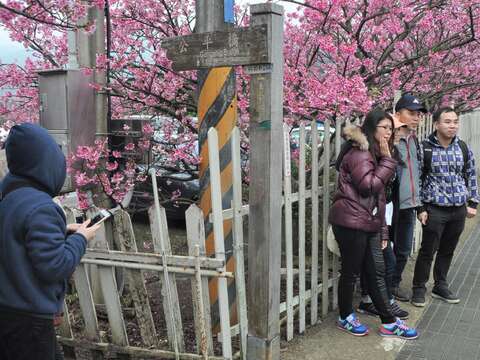 走步道賞櫻花 開運祈福迎新春