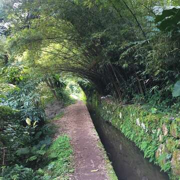 走步道賞櫻花 開運祈福迎新春
