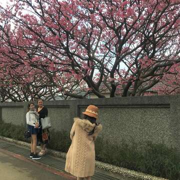 走步道賞櫻花 開運祈福迎新春