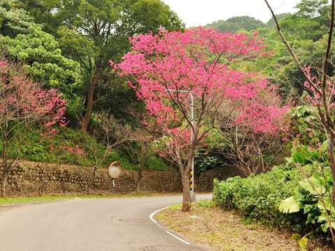 走步道賞櫻花 開運祈福迎新春
