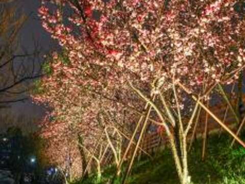 燈光美氣氛佳 樂活公園賞櫻步道如夢似幻！
