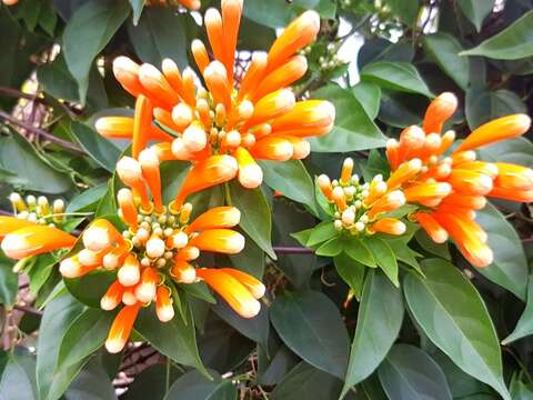 喜氣盈門炮仗花　春節盛放慶吉祥
