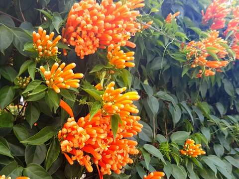 喜氣盈門炮仗花　春節盛放慶吉祥