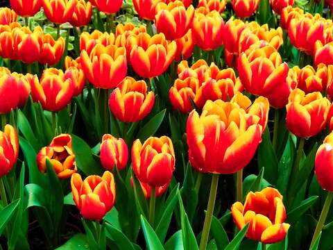 Tulips to Grace Shilin Official Residence Starting February 13