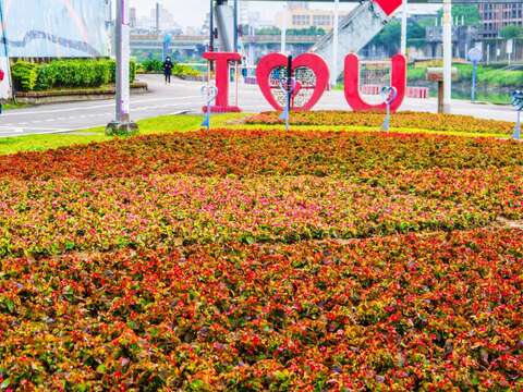 春節賞花 情人節放閃 不能錯過成美河濱花海
