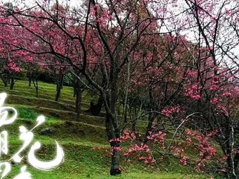 2018 양밍산 꽃축제 Yang Ming Shan Flower Festival