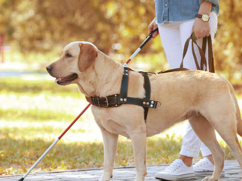 視障者有導盲犬的協助，日常生活起居可以更便利。（圖／Shutterstock提供）