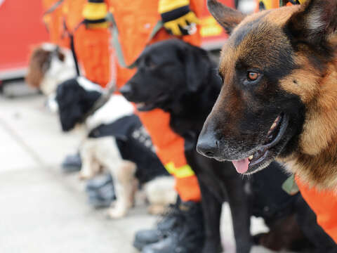 搜救犬全年無休，隨時準備出勤。（圖／Shutterstock提供）