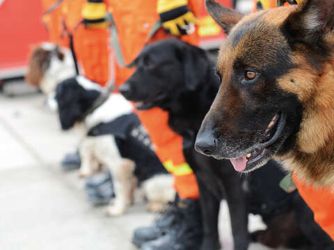 搜救犬全年無休,隨時準備出勤。(圖/Shutterstock提供)