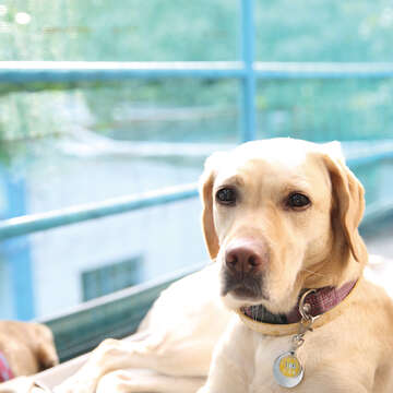 導盲犬需具備沉穩的性格，並接受完整訓練後才能為視障者服務。（攝影／劉威震）