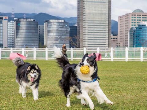 寬廣的狗運動公園最適合帶著毛寶貝去玩耍。(攝影/梁忠賢)